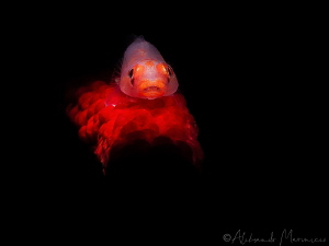 Red-eyed goby fish
Anilao, Philippines by Aleksandr Marinicev 